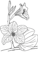 Bloemen kleurplaat 19