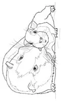 Cavia kleurplaat 10