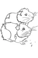 Cavia kleurplaat 12