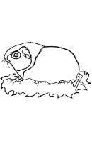 Cavia kleurplaat 17