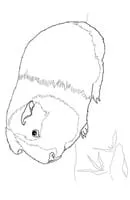 Cavia kleurplaat 2