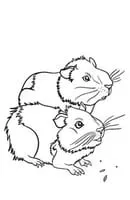 Cavia kleurplaat 4