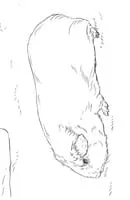 Cavia kleurplaat 5