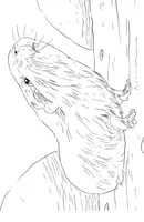 Cavia kleurplaat 9