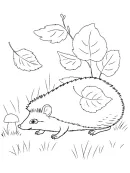 Egels kleurplaat 5