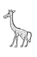 Giraffe kleurplaat 17