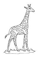 Giraffe kleurplaat 6