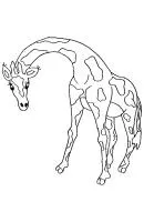 Giraffe kleurplaat 7