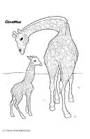 Giraffe kleurplaat 8