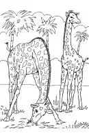 Giraffe kleurplaat 9