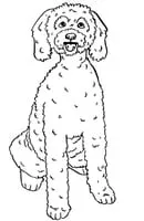 Honden kleurplaat 17