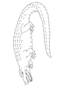 Krokodil kleurplaat 2