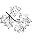 Natuur kleurplaat 1
