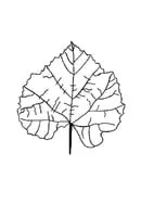 Natuur kleurplaat 21