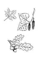 Natuur kleurplaat 23
