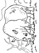 Neushoorn kleurplaat 9