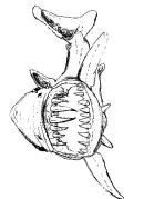 Oceanen kleurplaat 33