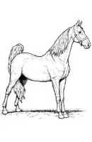 Paarden kleurplaat 15