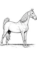 Paarden kleurplaat 22