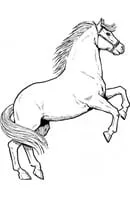 Paarden kleurplaat 29