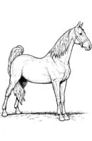 Paarden kleurplaat 33