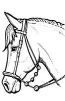 Paarden kleurplaat 35