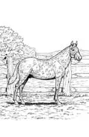 Paarden kleurplaat 9