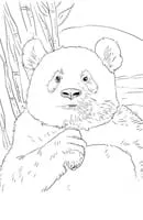 Panda kleurplaat 1