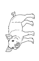 Varkens kleurplaat 10