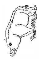 Varkens kleurplaat 20