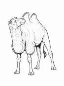 Zoogdieren kleurplaat 27