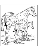 Zoogdieren kleurplaat 37