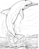 Zoogdieren kleurplaat 7
