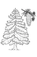 bomen kleurplaat 6