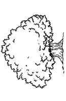 bomen kleurplaat 9